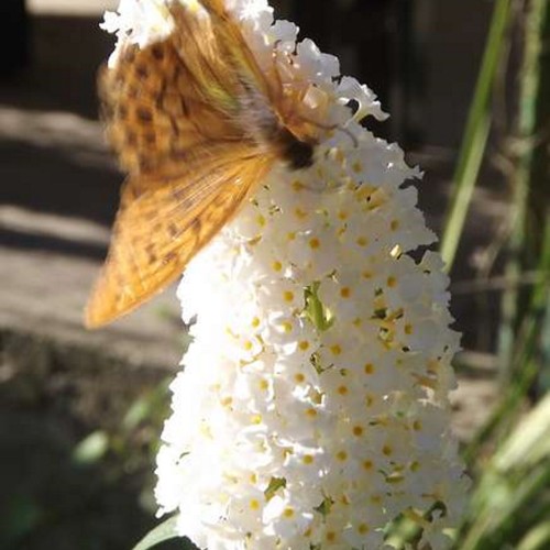 Buddleja cultivars 'Summer Bird® White' - Budleia 'Summer Bird® White' C5/5L Buddleja cultivars 'Summer Bird® White' - Budleia 'Summer Bird® White' C5/5L